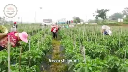 چگونه هندی ها هزاران تن فلفل سبز را برداشت و فرآوری می کنند؟