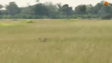 تلاش شجاعانه یوزپلنگ ماده برای محافظت از توله اش در برابر پلنگ گرسنه