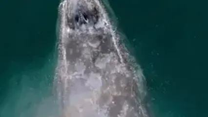 بازدم نهنگ، رنگین‌کمان‌های شگفت‌انگیز ایجاد کرد