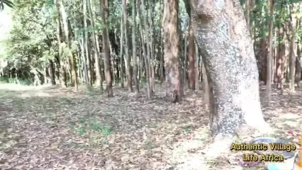 غذای روستایی در کنیا؛ پخت یک غذای با گوشت کله پاچه بز در جنگل