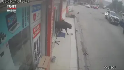 حمله گاوها به فروشنده لوازم خانگی