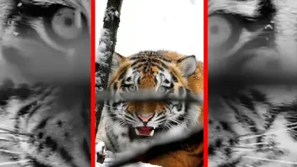 فیلم ببر باشکوه در طبیعت برفی