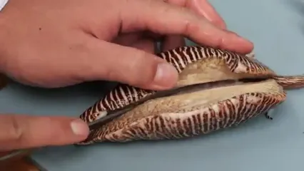 غذای خیابانی در تایلند؛ تهیه سالاد با حلزون غول پیکر در بانکوک