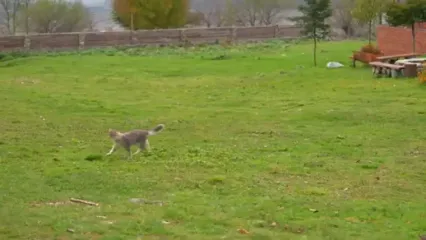 غذای روستایی در آذربایجان؛ برداشت انار و تهیه آب انار به روش سنتی