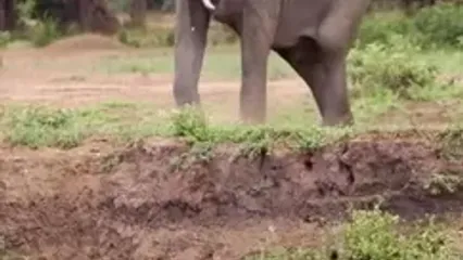 فیل نری که قهرمان نشد!