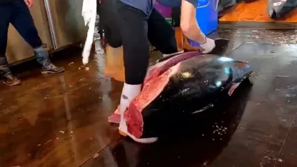 برش ماهرانه ماهی تن بلوفین غول پیکر 459 کیلوگرمی در تایوان