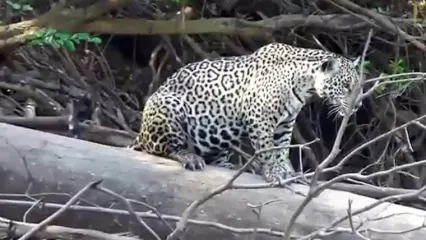 فیلم لحظه عقب نشینی جگوار مقابل سمورهای آبی