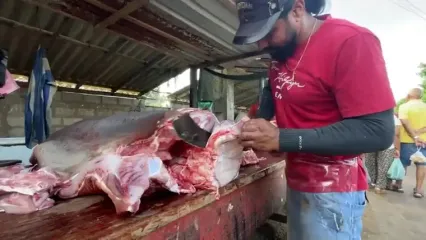 برش ماهرانه کوسه گاوی 200 کیلوگرمی در بازار ماهی سریلانکا