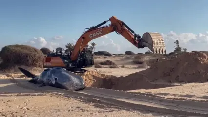 کشف لاشه یک نهنگ عنبر در شمال غزه