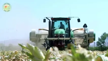 چگونه کشاورزان آمریکایی میلیون ها تن پیاز را برداشت می کنند؟