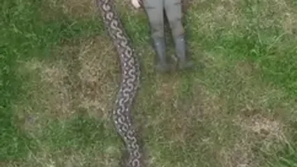 کشف طولانی‌ترین مار وحشی جهان با بیش از ۷ متر طول