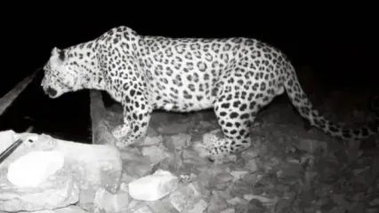 فیلم حضور پلنگ در حیاط خانه‌ یک روستایی در گیلان