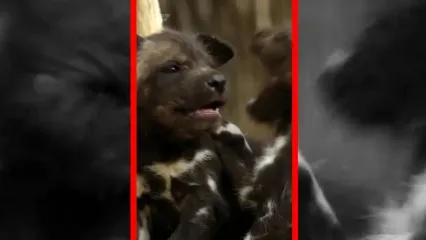 مسئولیت پذیری دسته ای سگ های وحشی آفریقایی