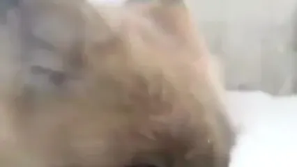 فیلم تلاش روباه هار برای عبور از شیشه