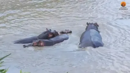 تلاش سرسختانه یک بچه آسب آبی برای بقا!