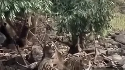 فیلم تلاش ۳ ببر برای شکار گوزن