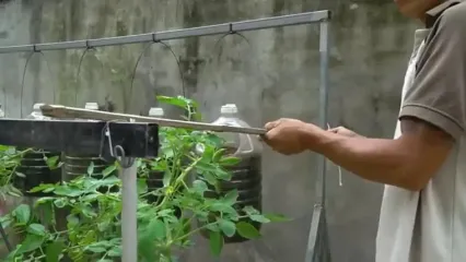 روشی ساده برای پرورش گوجه فرنگی در بطری پلاستیکی و در خانه