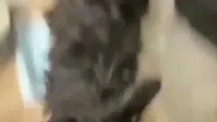 نجات معجزه‌آسای گربه از داخل ماشین لباسشویی