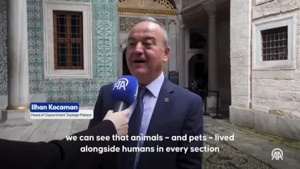 همزیستی مردم و گربه ها در استانبول