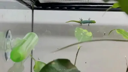 10 گونه از شگفت انگیزترین و رنگارنگ ترین مارمولک های جهان