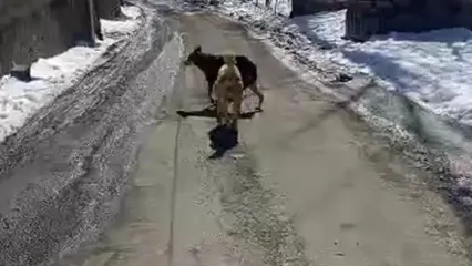 پرسه زدن گرگ در وسط روستای اویزر جاده چالوس!