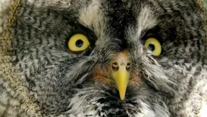 جغدها؛ کامل ترین شکارچیان طبیعت