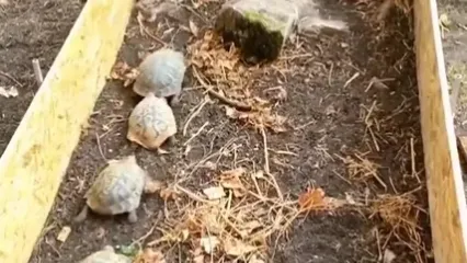 خودکشی دسته‌جمعی لاک‌پشت‌ها را در این ویدیو ببینید!