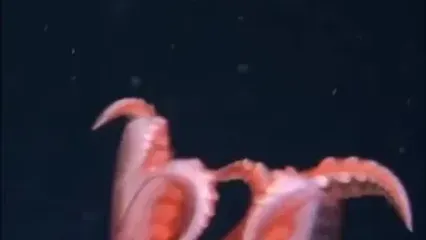 تصاویر شگفت‌انگیز از ماهی مرکب شیشه‌ای در عمق ۱۷۲۹ متری اقیانوس