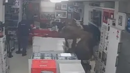 فیلم ورود ناگهانی گاوها به فروشگاه لوازم خانگی