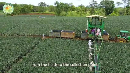 چگونه مالزیایی ها میلیون ها آناناس را برداشت و فرآوری می کنند؟