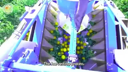 چگونه آمریکایی ها هزاران تن لیمو را برداشت و فرآوری می کنند؟