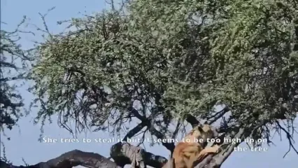 درگیری شیر ماده با پلنگ روی درخت بر سر لاشه ایمپالا