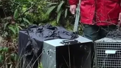 بازگشت یک جانور منقرض‌شده به رودخانه‌های بریتانیا پس از ۴ قرن