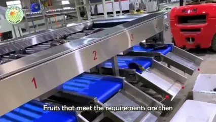 چگونه هزاران تن بادمجان در مزارع و گلخانه های هلند پرورش داده می شود؟