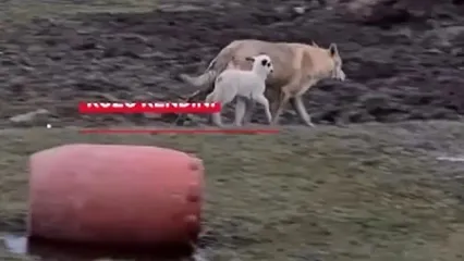 تصاویر دوستی عجیب گرگ و بره جلب توجه کرد