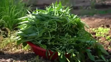 غذای روستایی در کامبوج؛ پخت دو غذای سنتی با ماهی های بزرگ رودخانه ای