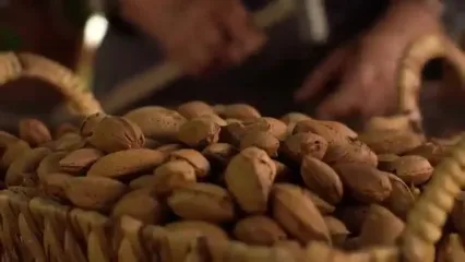 غذای روستایی در آذربایجان؛ برداشت بادام و پخت شیرینی و نان با آن