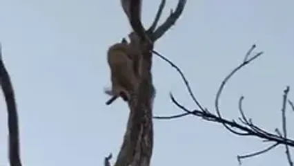 پرواز دیدنی مشکین گربه از بالای درخت برای نجات جان خود از دست پلنگ