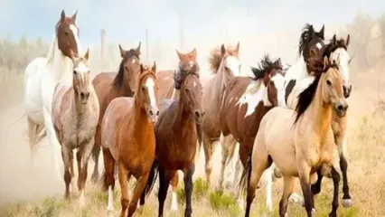 طبیعت زیبای ایسلند و گله اسب ها