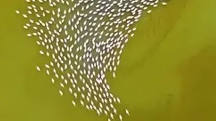 تصاویری چشم‌نواز از قدم زدن فلامینگوها در خلیج گرگان