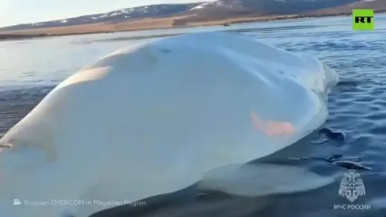 نجات نهنگ سفید گرفتار در دریای اوخوتسک روسیه