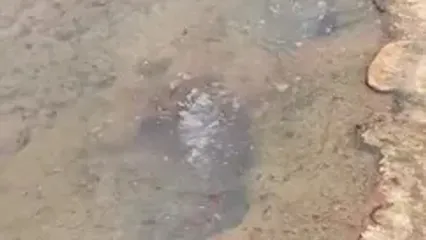 آب به هامون نرسید؛ حوضچه ادیمی جای تالاب را گرفت