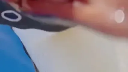 کنجکاوی دیدنی پنگوئن آدلی در برابر دوربین در یخ‌های قطب جنوب
