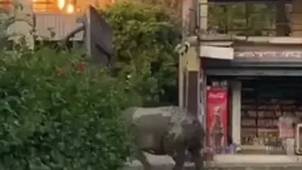نبرد دو کرگدن در خیابان گردشگران را شگفت‌زده کرد