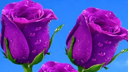فال و طالع بینی امروز 5 خرداد 1405