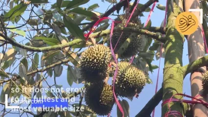 پادشاه میوه‌ها و راز تأثیرش بر مغز و خلق‌وخو