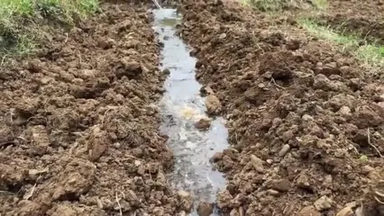 غذای روستایی در مراکش؛ برداشت باقالی تازه از مزرعه و پخت آن روی آتش