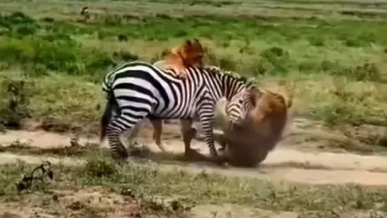 مقاومت تماشایی گورخر در برابر دو شیر