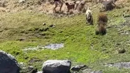 ویدئوی پربازدید از حمله وحشتناک گله سگ‌ها به نوجوان اردبیلی