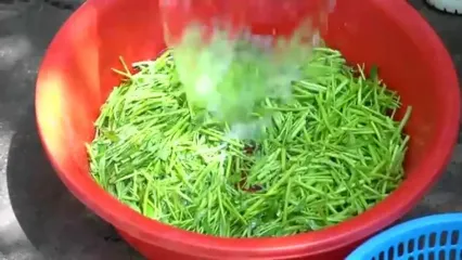 غذای روستایی در کامبوج؛ پخت یک غذای سنتی با گربه ماهی و سبزیجات